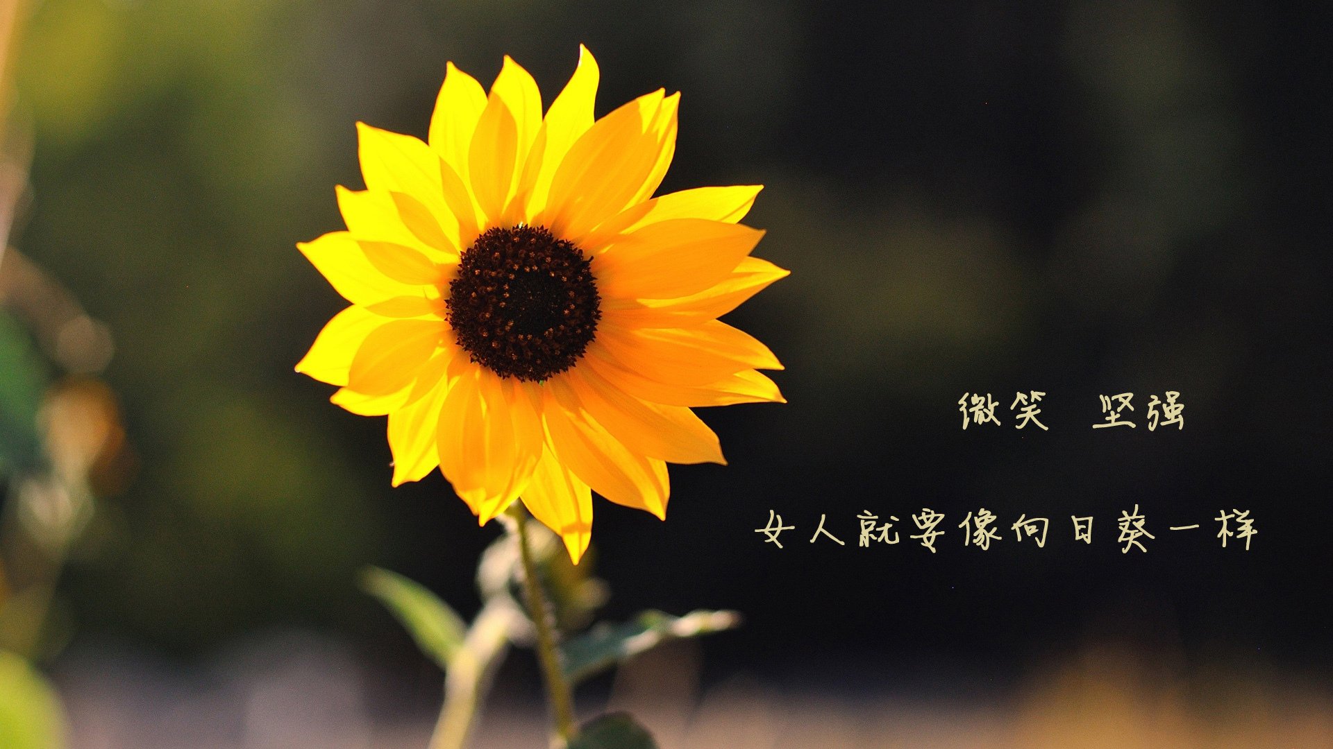 《电竞赛事现场：激烈对抗引爆全场》，电竞比赛场景