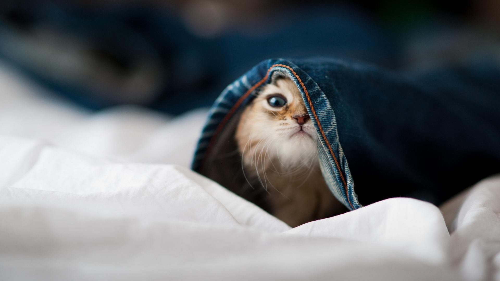 塞维利亚保持连续胜利,冲击欧洲比赛资格