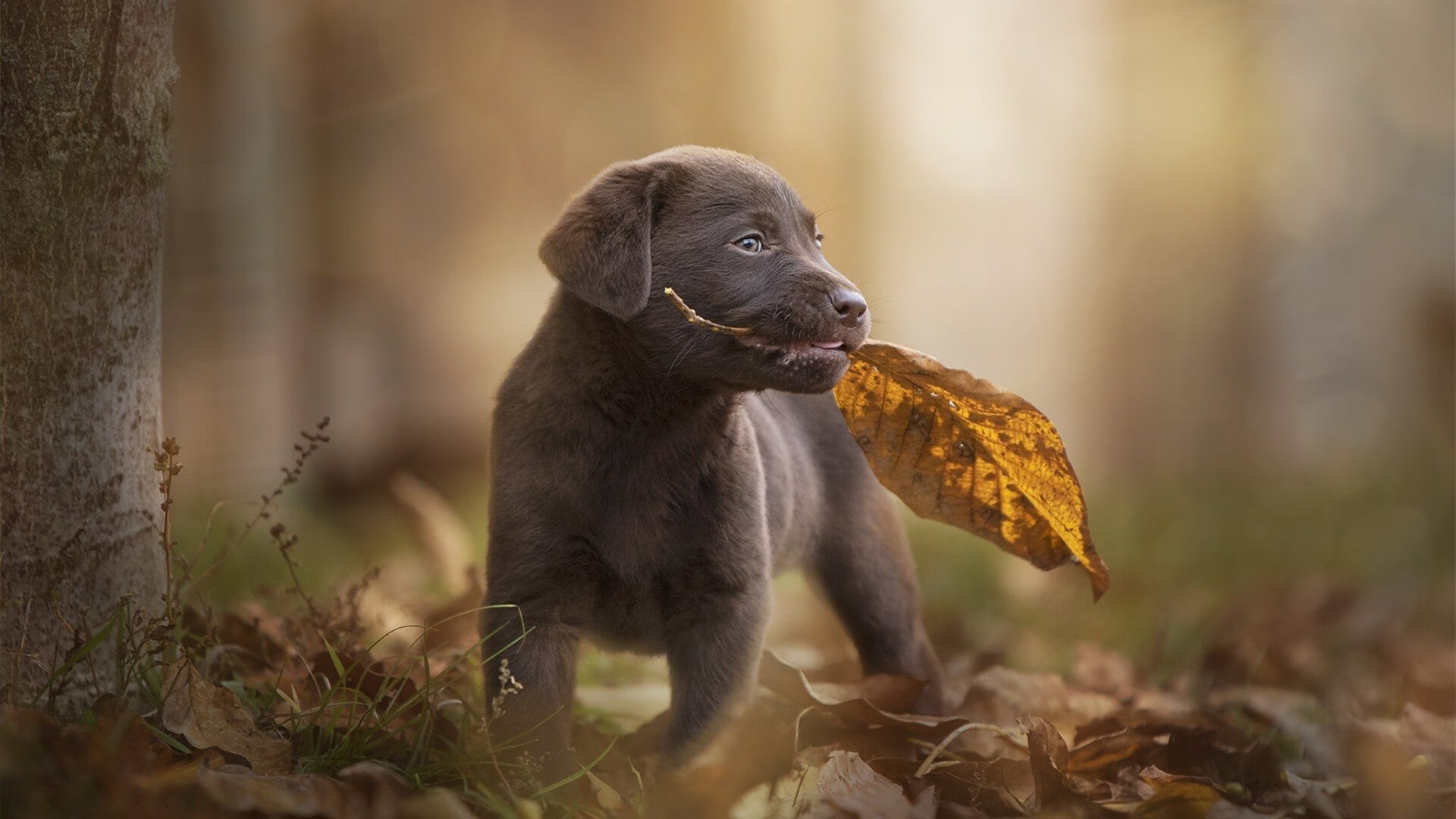 JIUYOU GAMING-重大比赛期间交通管制影响球迷出行，主办方发布指引